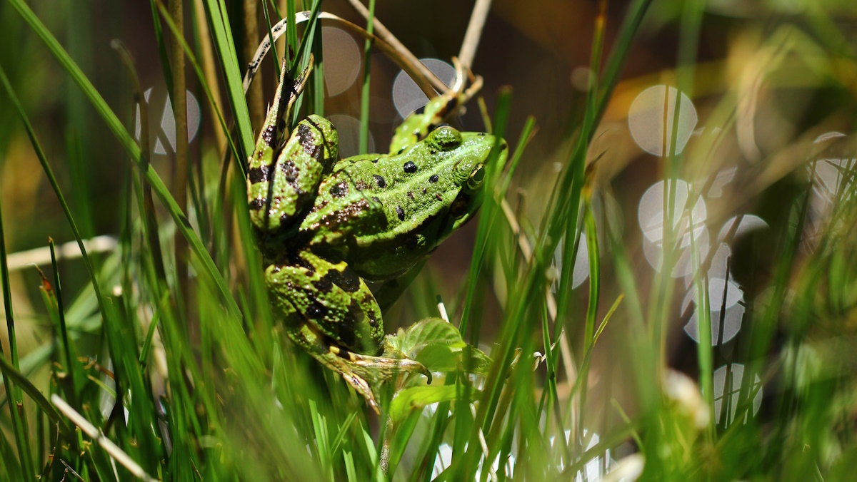 Programme Les amphibiens du plateau de Millevaches 